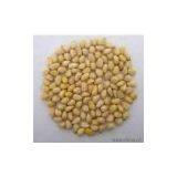 Sell Pine Nut Kernel thumbnail-1