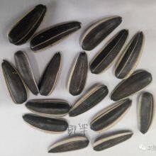 Raw Natural Chinese Black Sunflower Seeds for Planting thumbnail-5