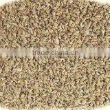 Ajwain Seed thumbnail-1