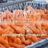 2012 CHINESE NEW CARROTS(150-200g)