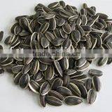 Yummy Shine Sunflower Seeds 5135 22/64
