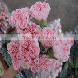Low Price Fresh Carnation Flower for Wholesale thumbnail-1