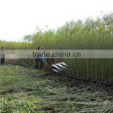 Best Price Mini Osier Harvester for Sale thumbnail-6