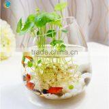 Oval Glass Vase Wholesale thumbnail-1