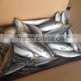 BQF Horse Mackerel 18cm+ Whole Round thumbnail-1
