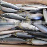 Frozen Pacific Mackerel WR Fish for Tuna Bait thumbnail-1