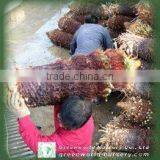 Cycas Revoluta Bare Root Loading thumbnail-1
