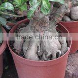Adenium Obesum Desert Rose thumbnail-4