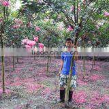 Lagerstroemia Indica 1.7m Trunk Height Good Quality Landscaping Trees and Garden Plants thumbnail-2