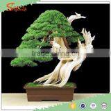 Indoor Cedar Bonsai Tree Topiary Cypress Pine From Chinese Designer thumbnail-1