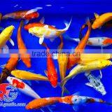 Koi Fish Bleeding Farm and Export From Thailand thumbnail-2
