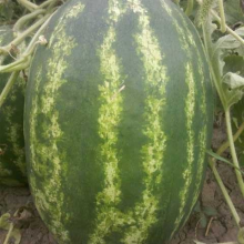RF Oblong Shape Seedless Watermelon Seeds thumbnail-3