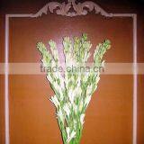 Fresh Cut Tube Flower