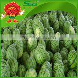 Farm Watermelon Delicious Melon in Hot Season Big Melons thumbnail-2