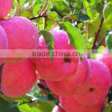 china best fuji apple price