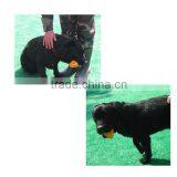 Lowest Price Popular Puppy thumbnail-5