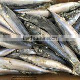 Top Quality Newly Pacific Mackerel 5-7pcs/kg thumbnail-1