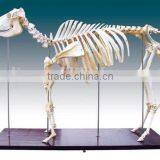 Refined Cattle/animal Skeleton Specimen for Teaching or Medical Purpose