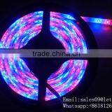 CE ROHS Approved DC 12V Top Selling LED Strips With 60 LEDs per Meter Waterproof and LED Type 5050 RGB 5 Meter
