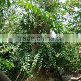 Lagerstroemia Indica L. thumbnail-5