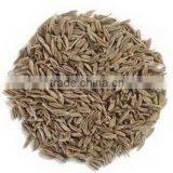 Cumin Seeds thumbnail-6