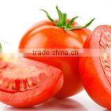 Linong Good Quality Vegetable Seeds f1 Tomato