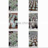 Potted or Unrooted Indoor Plants Succulents Bonsai thumbnail-3
