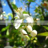 India's No. 1 Neroli Essential Oil thumbnail-3