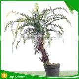 Artificial Green Ornamental Plant Persian Grass With Indoor and Outdoor thumbnail-2