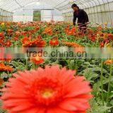 Manufacture greenhouse plastic film for fruits vegetables flowers