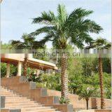 SJ20170004 Hot Sale Outdoor Decorative Fake Fiberglass Washington Palm Tree Waterproof