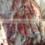 fishing net best selling loligo squid of 8-13cm size