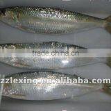 Frozen Sardine for Canned thumbnail-2
