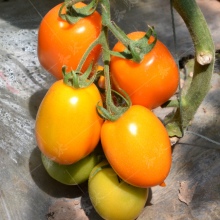 500pcs f1 Sungold Tomato Seeds Yellow Hybrid Tomato Seeds Vegetable for Sale thumbnail-2
