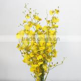 Factory Crazy Selling orchids plants wedding decoration
