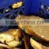 Dungeness Crab thumbnail-2