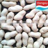 High Quality Peanut in Shell