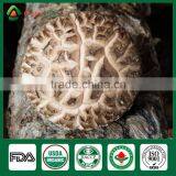 Shiitake Mushroom Frozen,Shiitake Mushroom Kit,Shiitake Production thumbnail-1