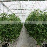 Red Color Fresh Tomato From Turkey thumbnail-3