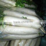 Wholesale White Radish on Sale thumbnail-3