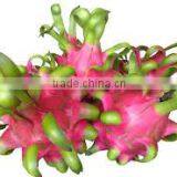 Dragon Fruit thumbnail-4