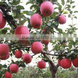 88# Fresh Fuji Apple thumbnail-5