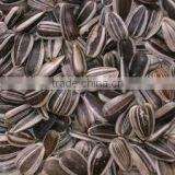 Organic Sunflower Seeds 5009 Sunflower Seeds White Sunflower Seeds thumbnail-1