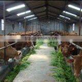 Top Supplier Lvkee Amino Acid Stimulating Lactobacillus Lactis For Cattle/Pilget/Chicken and Promoting Nutrition thumbnail-1