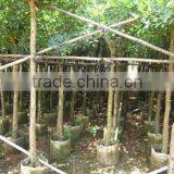 Erythrina Crista Nursery thumbnail-1