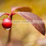 Winter Green Oil thumbnail-3