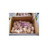 China White Garlic thumbnail-2
