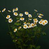 Chamomile Chrysanthemum Hydroponics Flower Photographer to Help Farmers Yunnan Base Straight Hair thumbnail-1