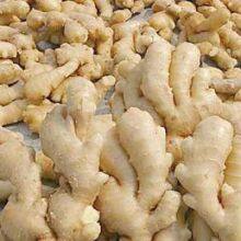 Fresh Ginger thumbnail-1