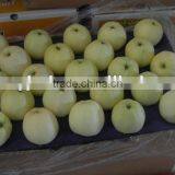 Fresh Golden Delicious Apple Supplier thumbnail-1